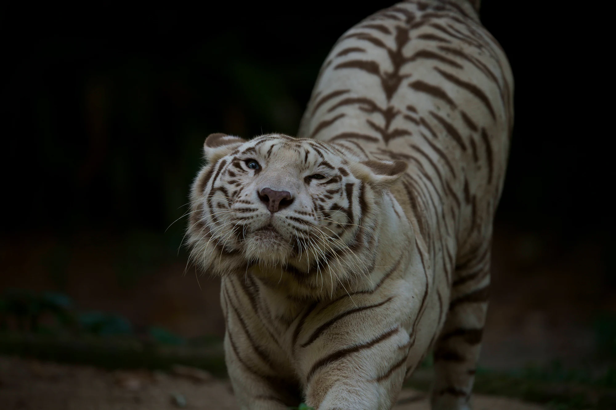 Sony's Alpha 7R IV's Animal Eye Focus effectively tracks the moving tiger for a top quality shot