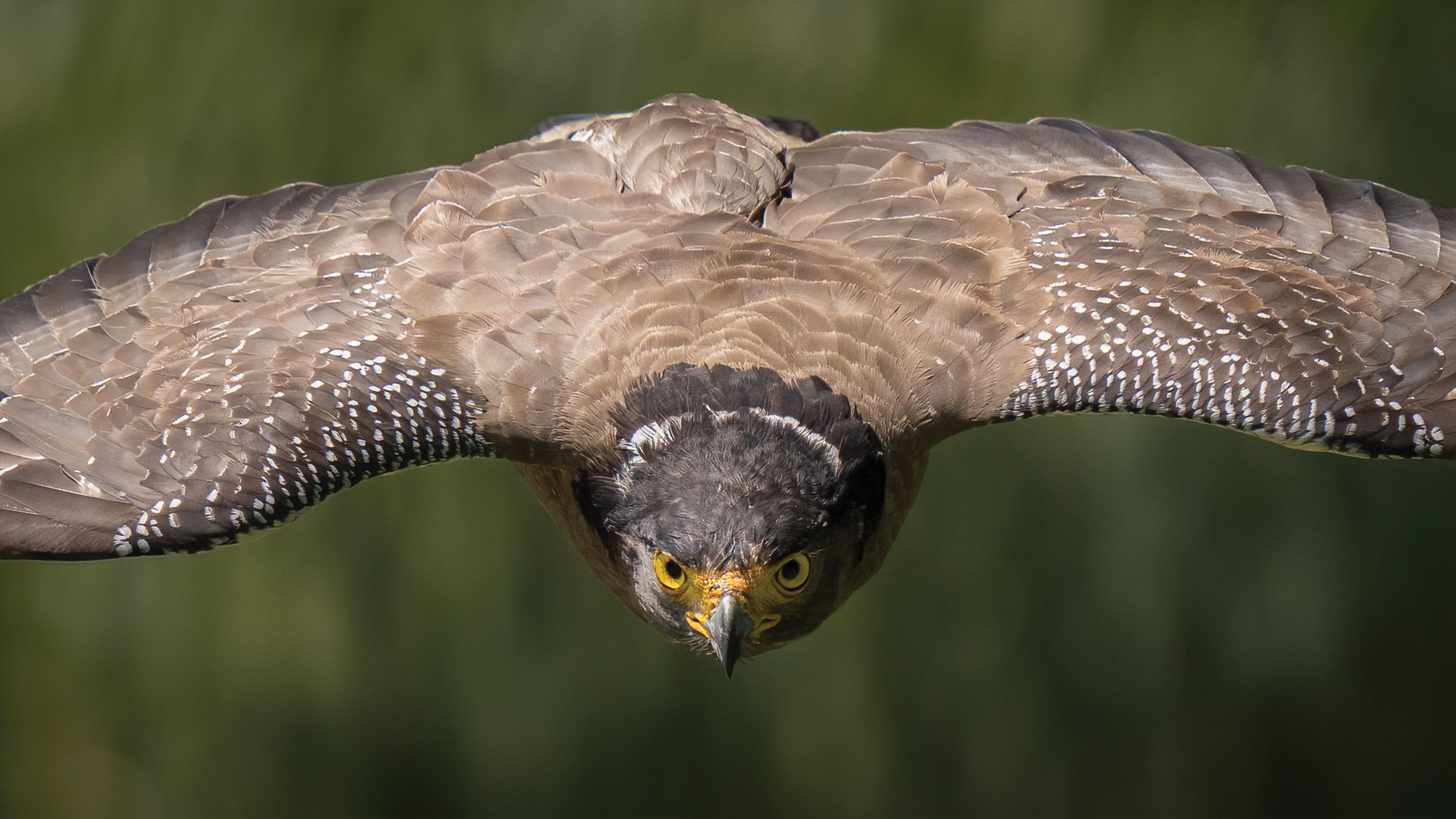 Alpha 1: Capturing Birds in Flight with Howard Yap