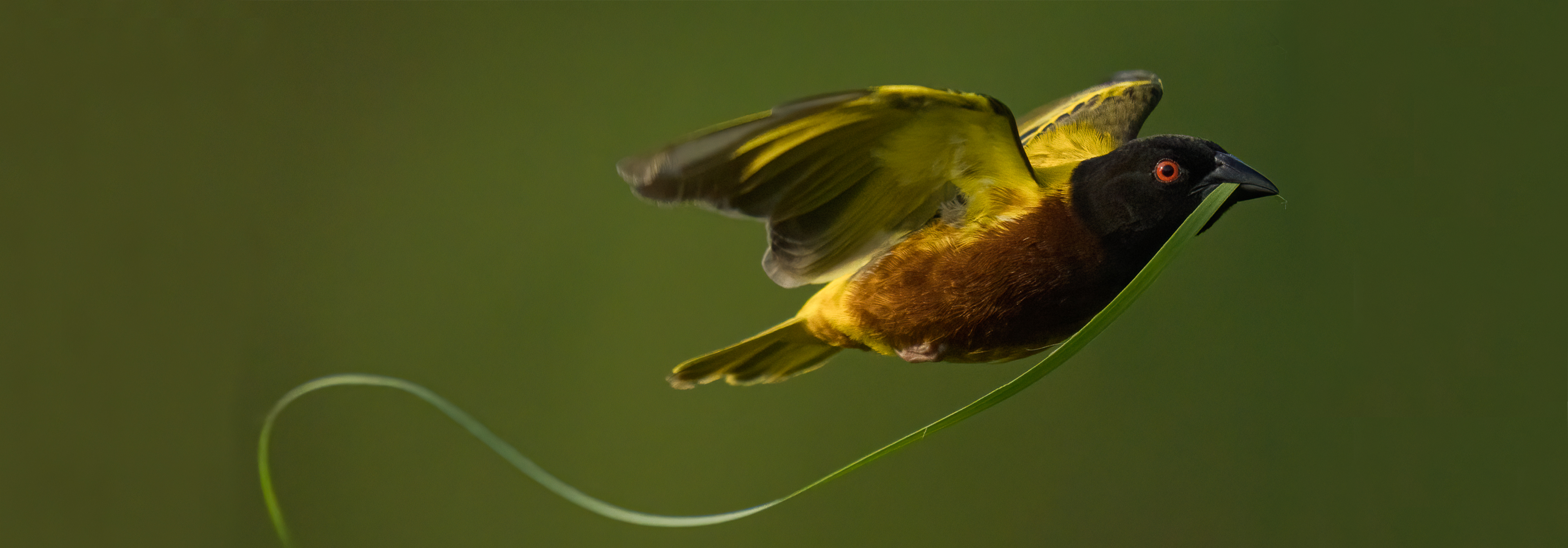 Alpha 1: Capturing Birds in Flight with Howard Yap