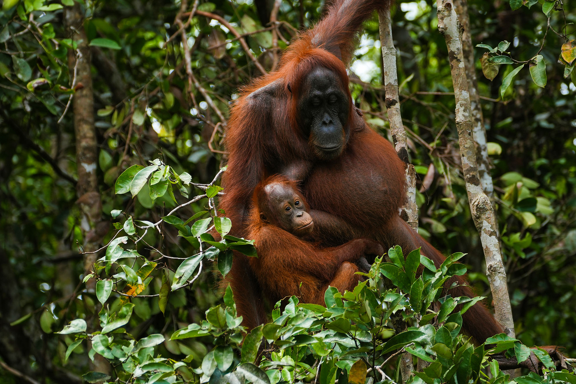 In the rainforest 