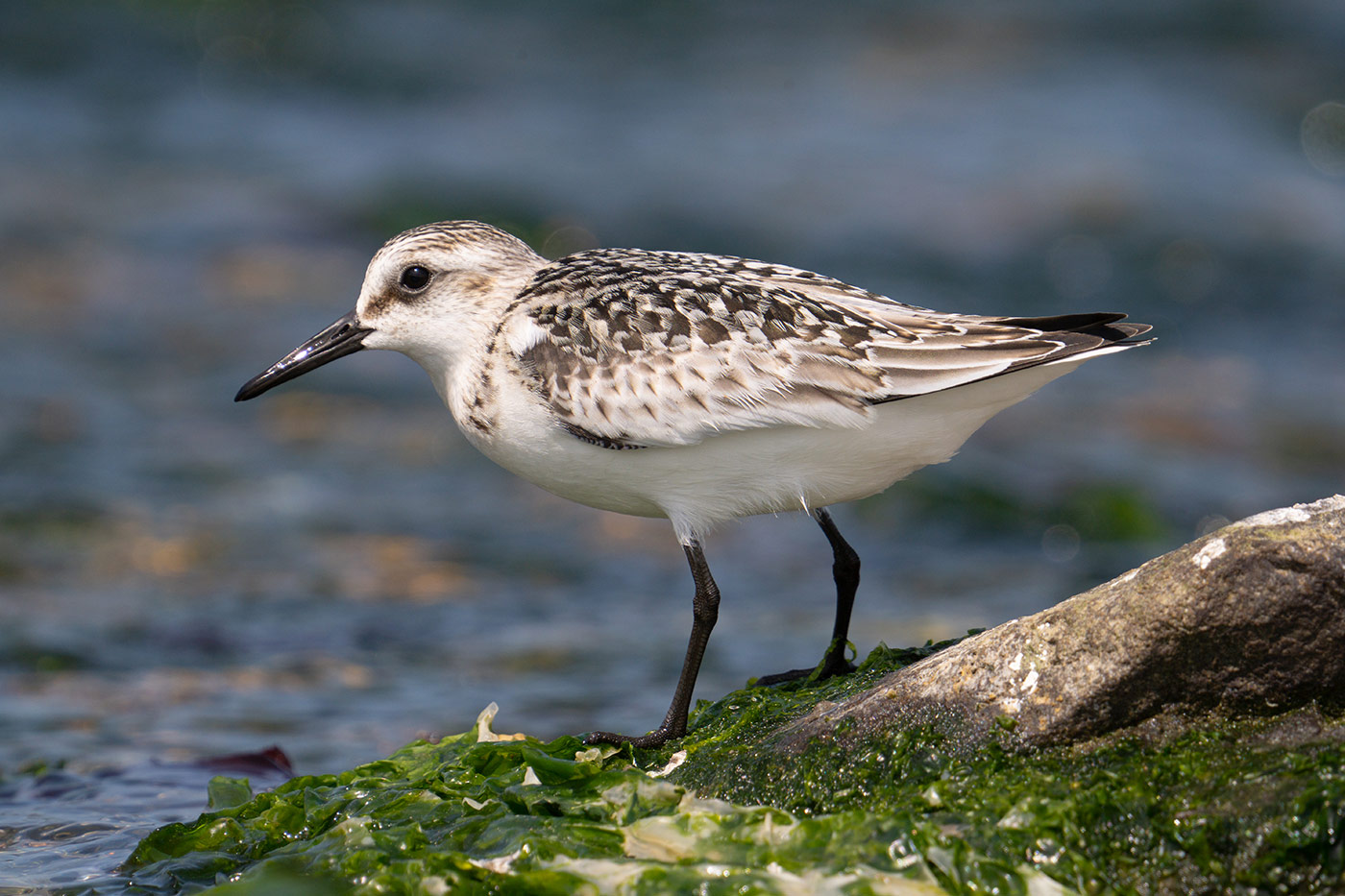 Taking flight with bird photography with Cho JungRae 6