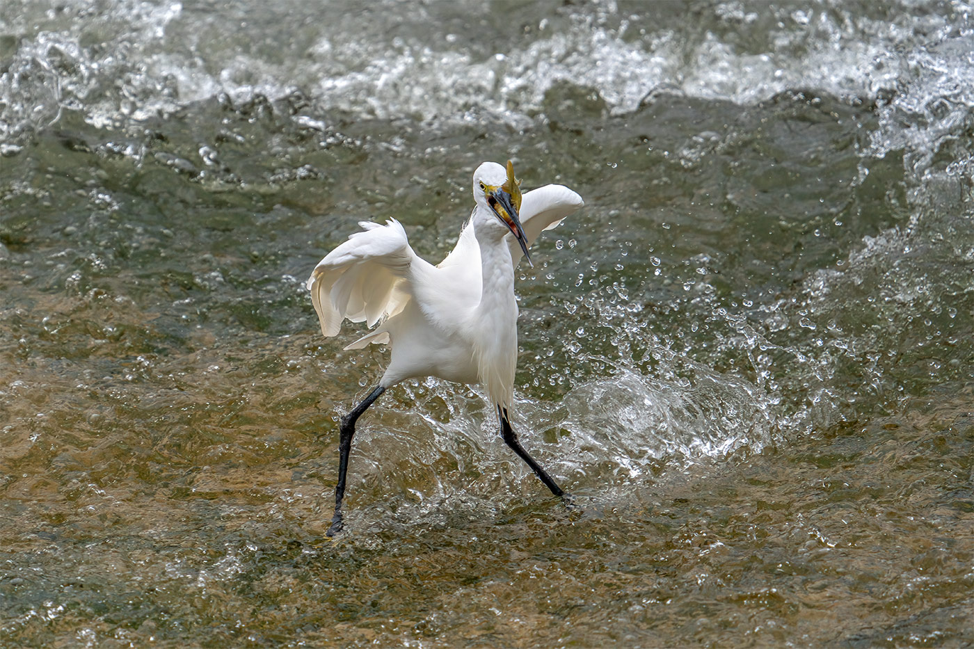 Taking flight with bird photography with Cho JungRae 16