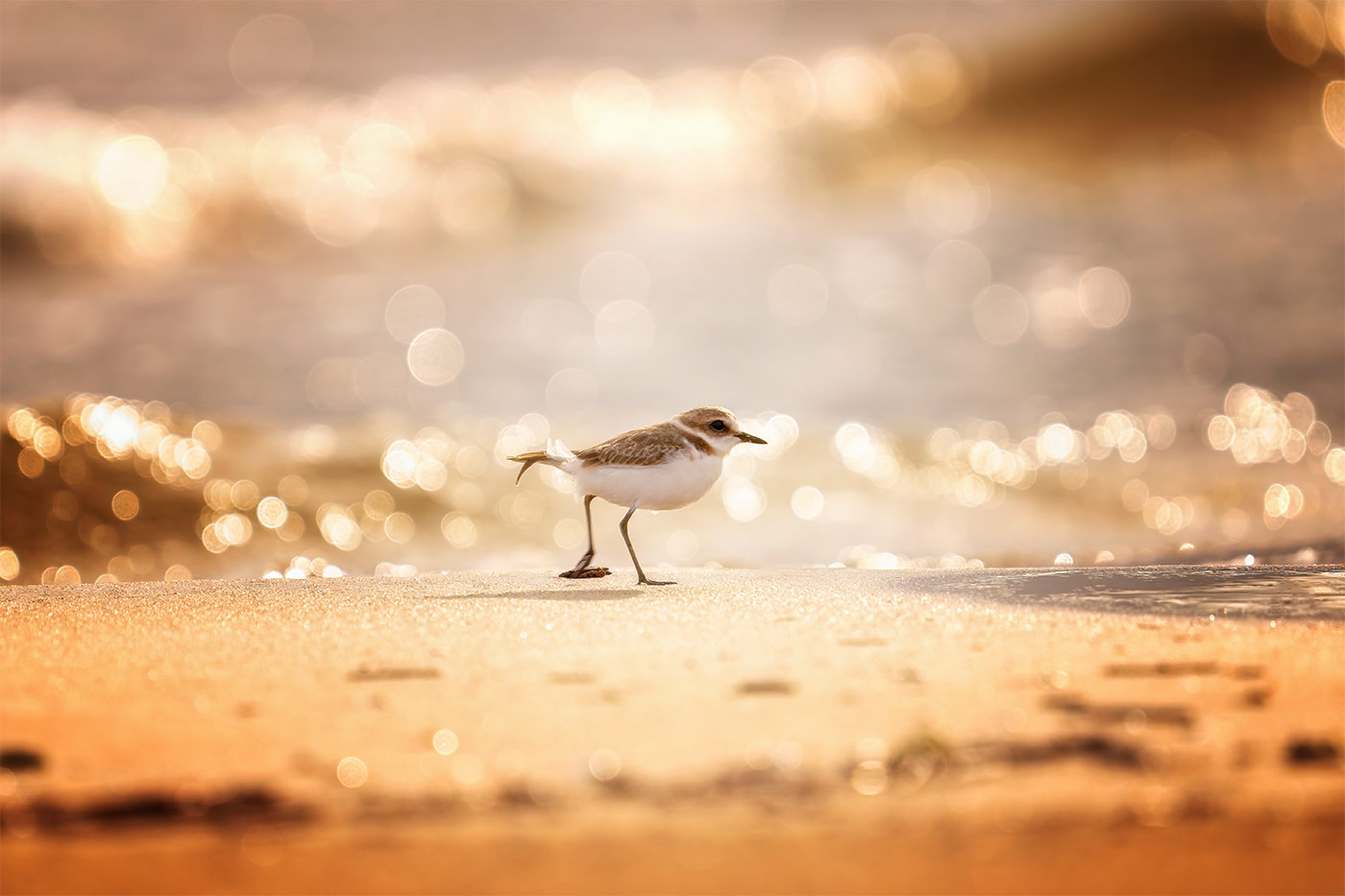 Taking flight with bird photography with Cho JungRae 2