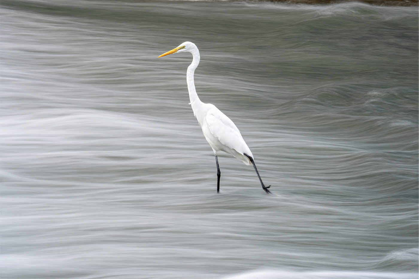 Taking flight with bird photography with Cho JungRae 21