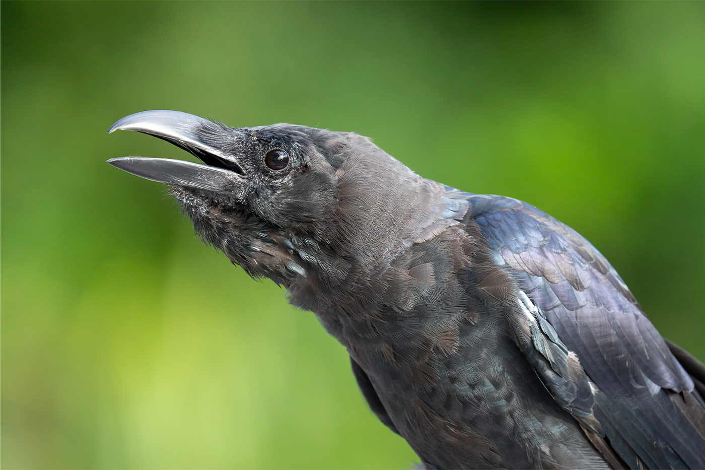 Taking flight with bird photography with Cho JungRae 4