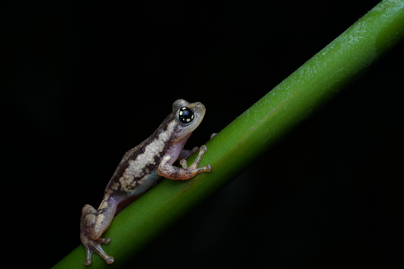 A prime lens is perfect for macro photography sc1