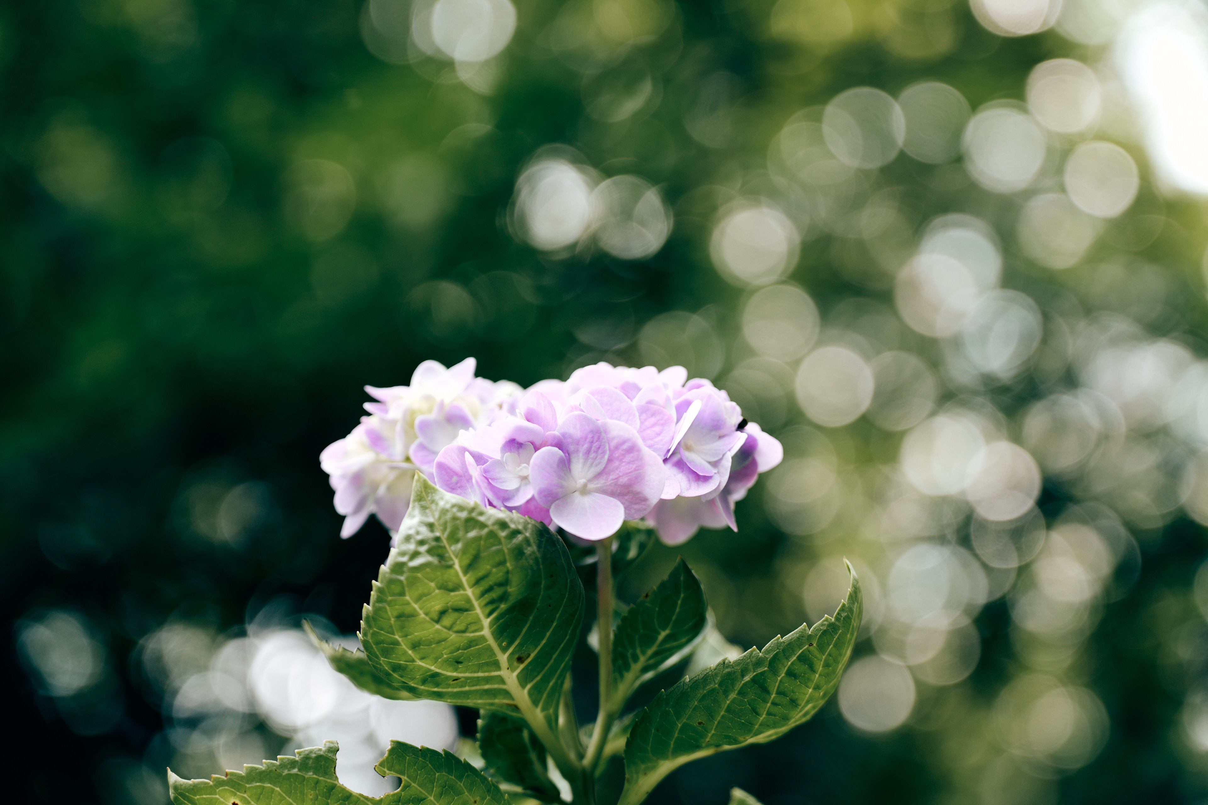 flower bokeh