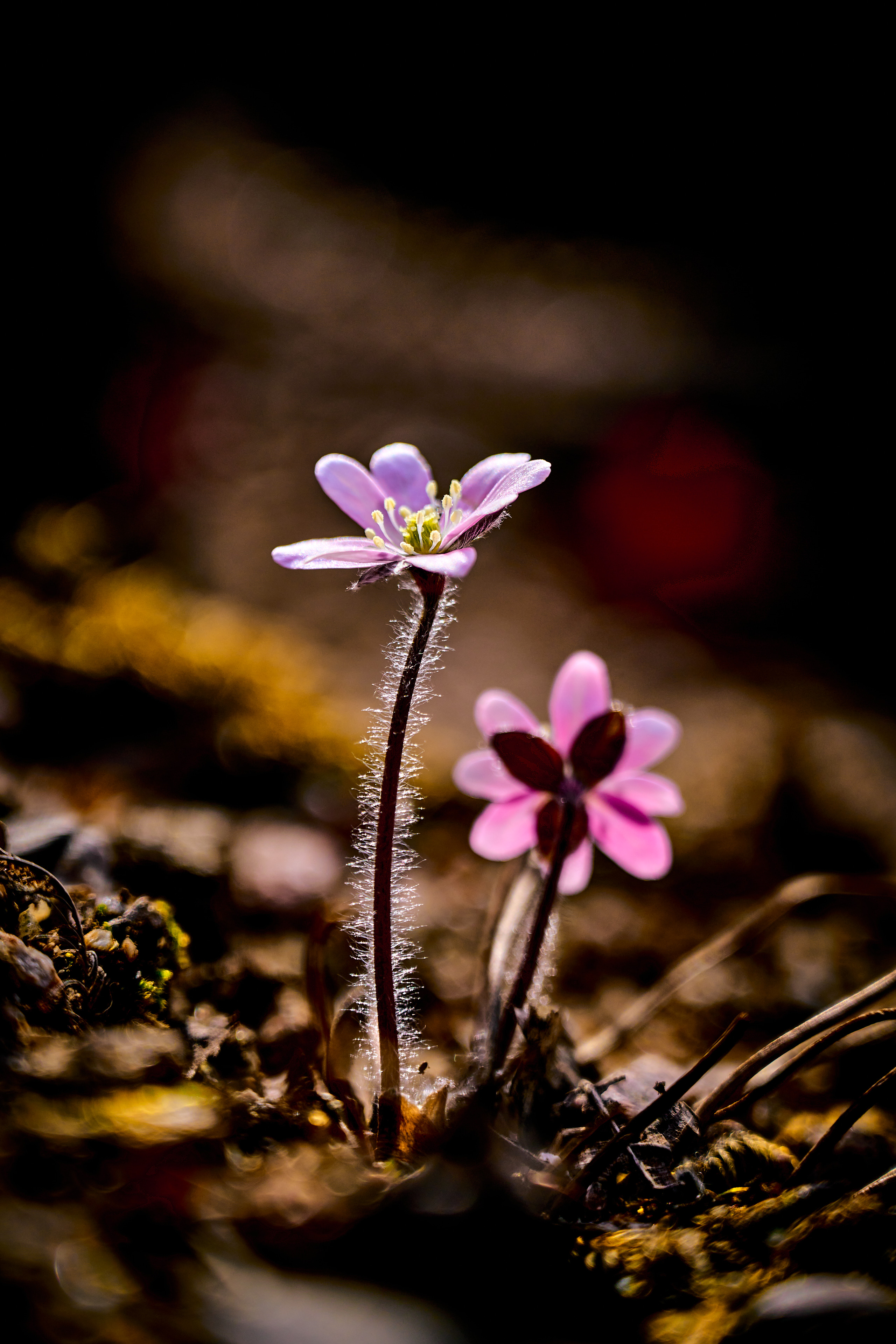 macro shot of flower