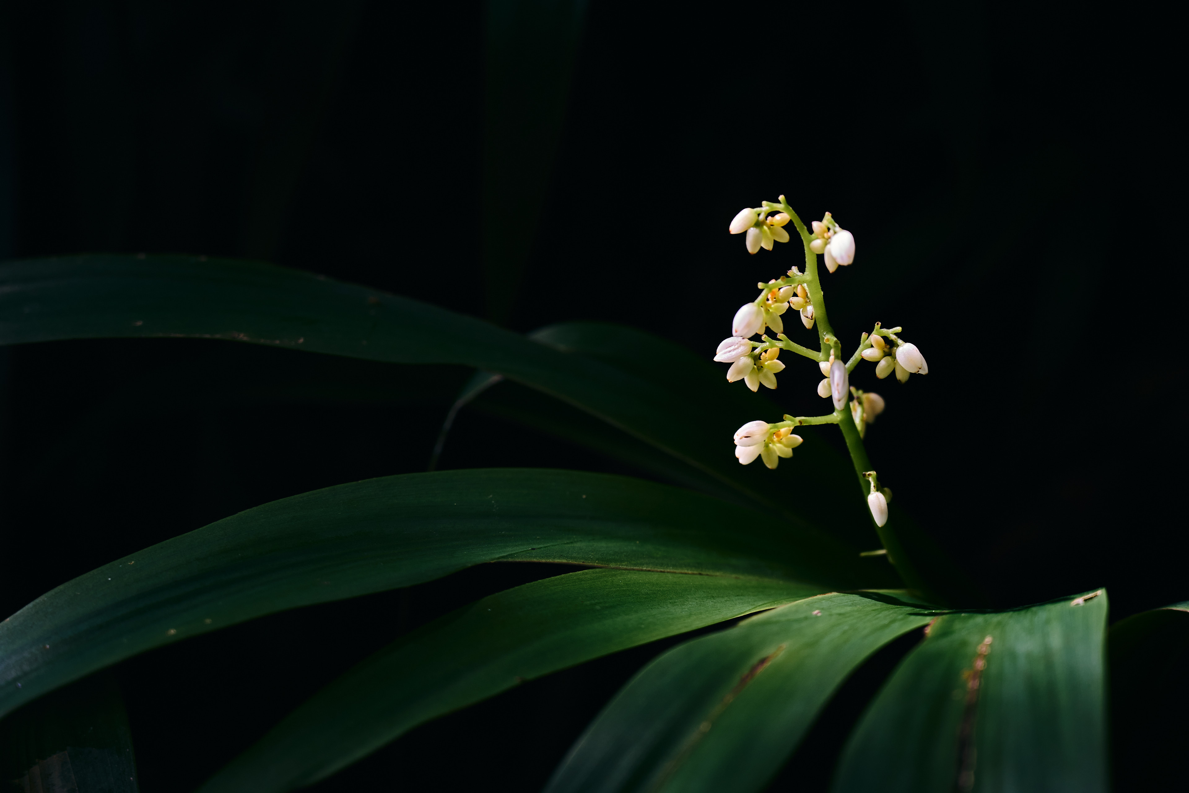 macro shot of flower