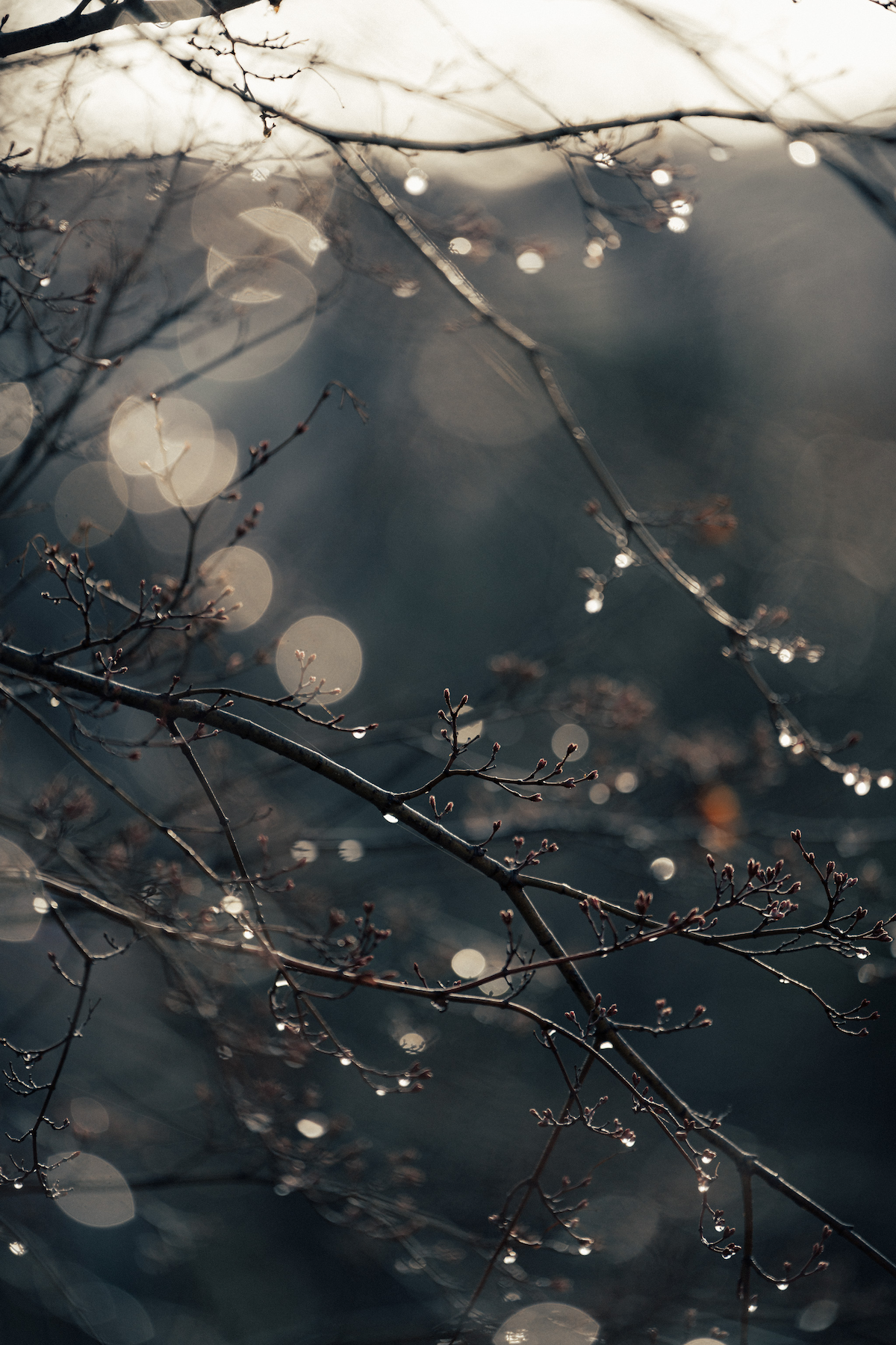 Morning dew on branches with bokeh in the background