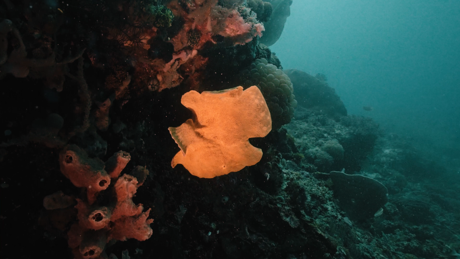 Close-up of the marine life near the corals